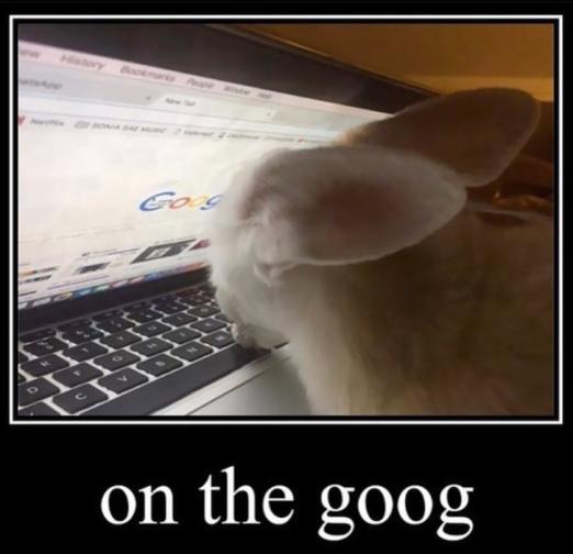 A silly animal on the computer looking the at front page of google with the caption "on the goog"